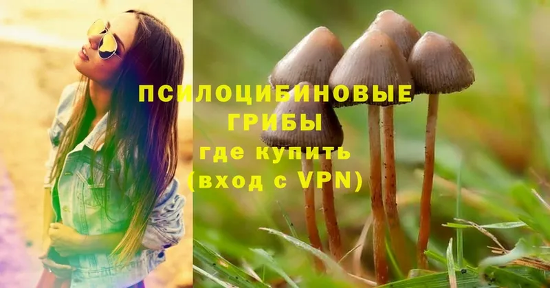 Псилоцибиновые грибы Cubensis Зверево